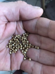 Koriander-225x300 Koriander