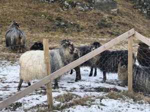 Altnorwegisches-Schaf-300x225 Nordische Kurzschwanzschafe