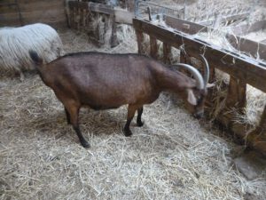 Cabra-alpina-300x225 Gämsfarbige Bergziege