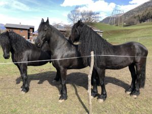 Friesenpferde-300x225 Pferd