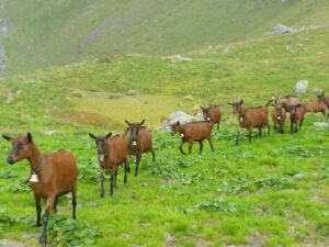 Gaemsfarbige-Bergziegen-1-300x225 Wertvolles