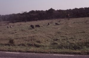 Gotland-Gutefar-300x195 Nordische Kurzschwanzschafe