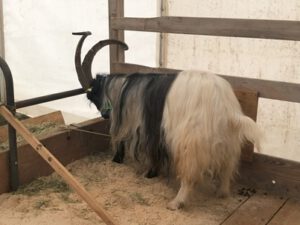 Grueenochtebock-300x225 Walliserziege