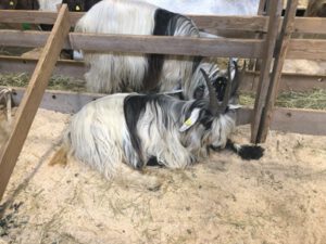 Grueenochtegeissen-300x225 Walliserziege