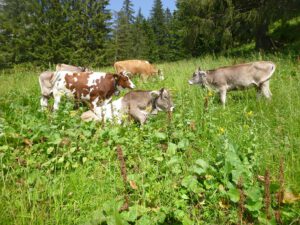 Gurtkuh-300x225 Braunvieh