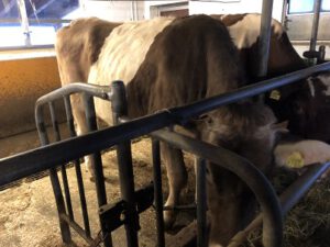 Gurtrind-300x225 Braunvieh