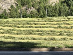 Heuschwaden-300x225 Heu