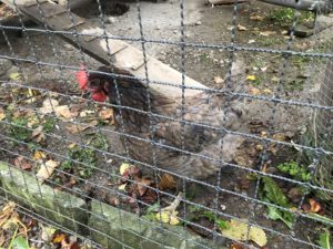 Jersey-giant-300x225 Rassehühner