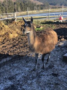 Lama-mit-Einkreuzung-von-Guanako-225x300 Lama