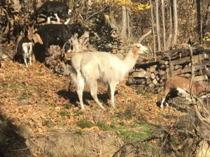 Lama-und-Ziegen-300x225 Lama