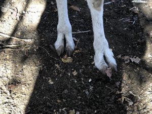 Lamafuesse-300x225 Lama