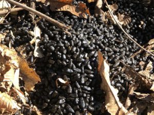 Lamakot-300x225 Lama