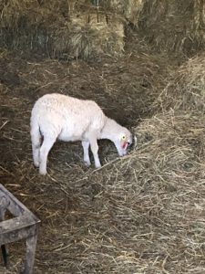 Lamm-am-Heu-225x300 Heu