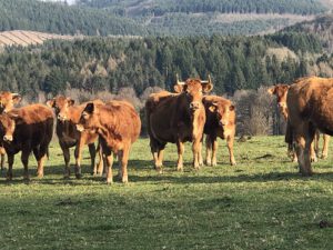 Limousin-Herde-300x225 Limousinrind