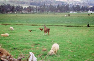 Llama-y-ovejas-300x195 Lama