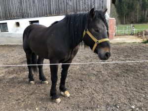 Norikerwallach-300x225 Pferd