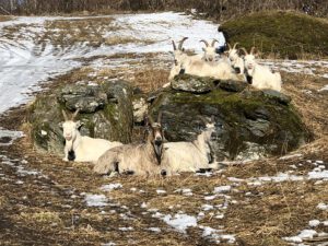Norske-melkegeiter-300x225 Warum Veganismus keine Probleme löst