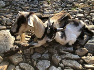 Pfauenziegen-300x225 Pfauenziege