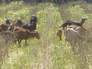 Pityusenziege-300x225 Pityusenziege