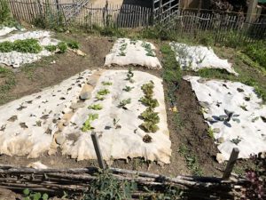 Plastikmulch-300x225 Mulch