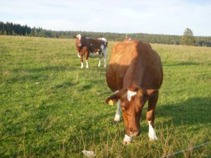 Red-Holstein-1-300x225 Holstein-Frisian-Rind