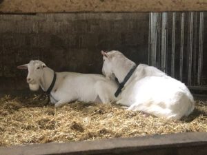 Saanenboecke-300x225 Saanenziege