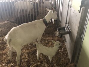 Saanengeiss-mit-Gitzi-300x225 Saanenziege