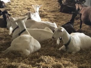 Saanenziegen-300x225 Saanenziege