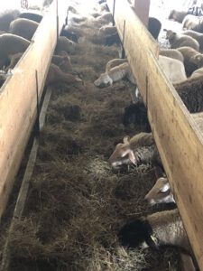 Schafe-fressen-Heu-225x300 Heu