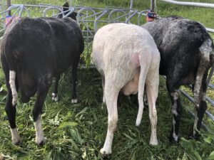 Schafe-im-Melkstand-300x225 Milchschafe