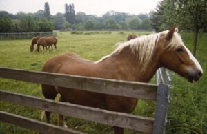 Schwarzwaelder-300x194 Schwarzwälder