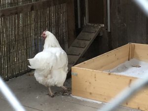 Schweizerhuhn-300x225 Rassehühner