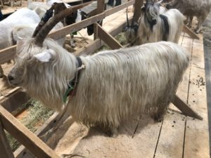 Sempionegeiss-300x225 Walliserziege