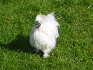 Shetlandhuhn-1-300x225 Rassehühner