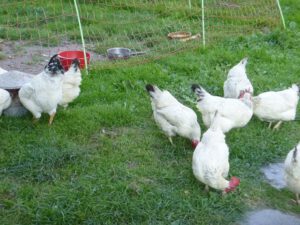 Sussexhuehner-300x225 Rassehühner