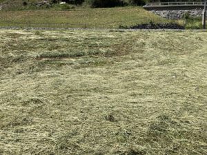 Trocknendes-Heu-auf-der-Maehwiese-300x225 Heu