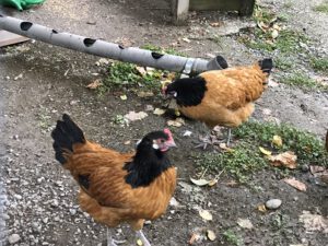 Vorwerkhuehner-300x225 Rassehühner