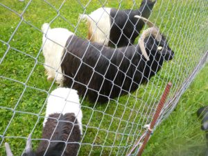 Walliser-Schwarzhalsziegen-300x225 Walliserziege