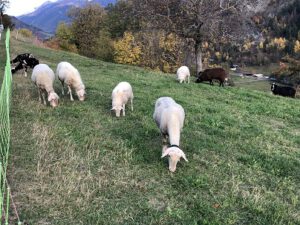 Weidende-Milchschafe-300x225 Schafsmilch