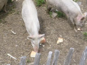 Halbe-Wildschweine-1-300x225 Wildschwein