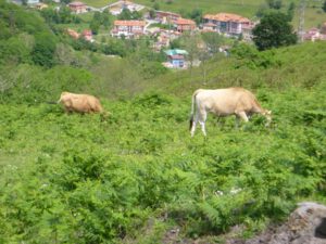Kuhweide-voller-Adlerfarn-300x225 Adlerfarn