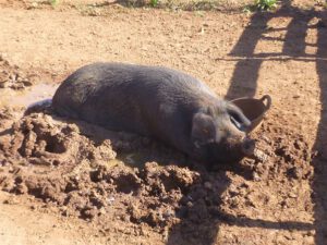 Porc-negre-de-Formentera-1-300x225 Schwarzes Formenteraschwein
