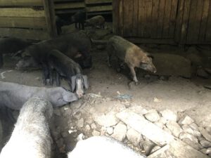 Porcs-corses-300x225 Schwein