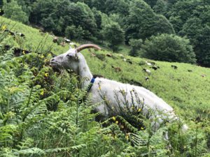 Ziegenweide-voller-Adlerfarn-und-Besenginster-300x225 Adlerfarn
