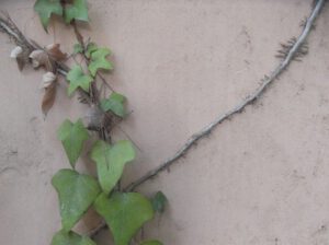 Efeu-an-einer-Wand-300x224 Efeu