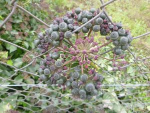 Efeufruechte-300x225 Saponine