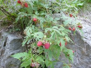 Himbeere-300x225 Himbeere