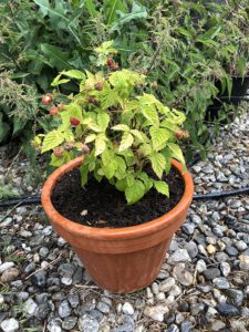 Himbeere-im-Blumentopf-225x300 Himbeere