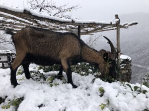 Ziege-frisst-Efeu-300x225 Efeu