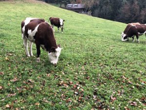 Rindvieh-im-Schwarzwald-300x225 Warum Veganismus keine Probleme löst